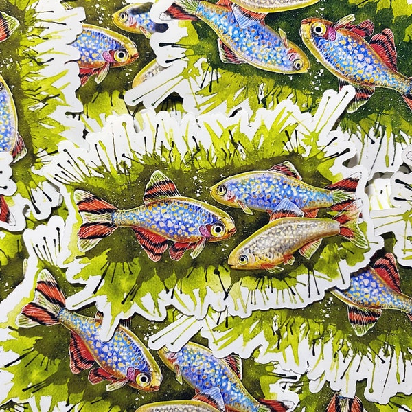 Galaxy Rasbora/Celestial Pearl Danio Fish Vinyl Stickers