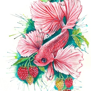 Raspberry Betta Original Watercolor Art Print and Sticker