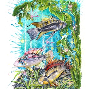 Apistogramma Watercolor Art Print