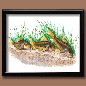 Orange Laser Corydoras Original Watercolor Art Print image 2