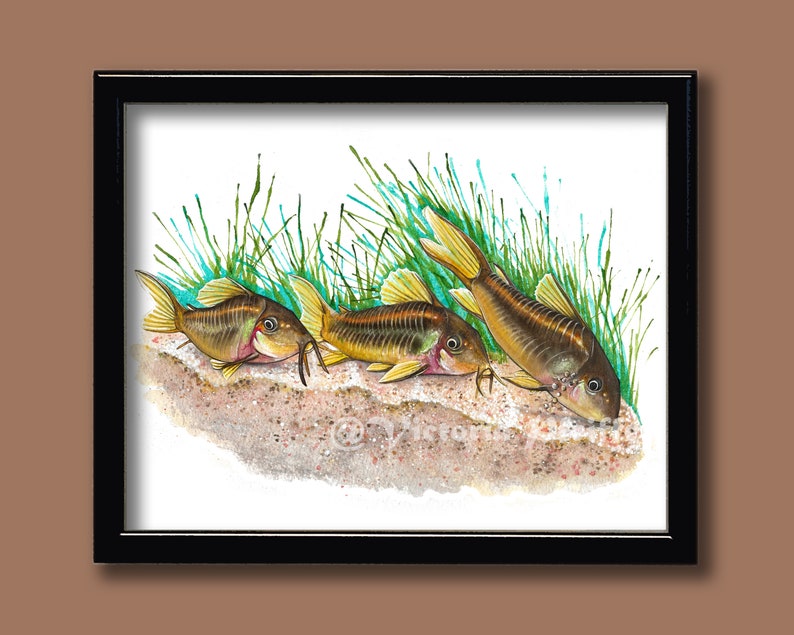 Orange Laser Corydoras Original Watercolor Art Print image 2