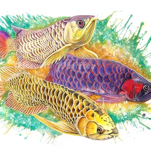Asian Arowana Original Watercolor Art Print and Sticker
