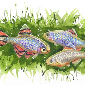 CPD Galaxy Rasbora Original Watercolor Art Print image 1