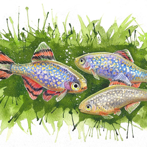 CPD Galaxy Rasbora Original Watercolor Art Print