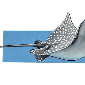 Mantarochen Aquarell Kunstdruck und Sticker