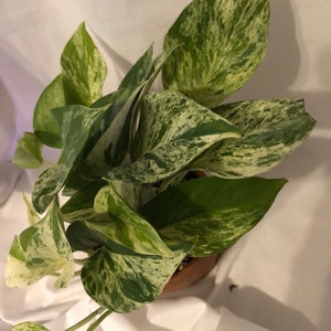 Puede incluir: Una planta en maceta con hojas variegadas. Las hojas son verdes con vetas blancas. La planta está en una maceta de terracota.