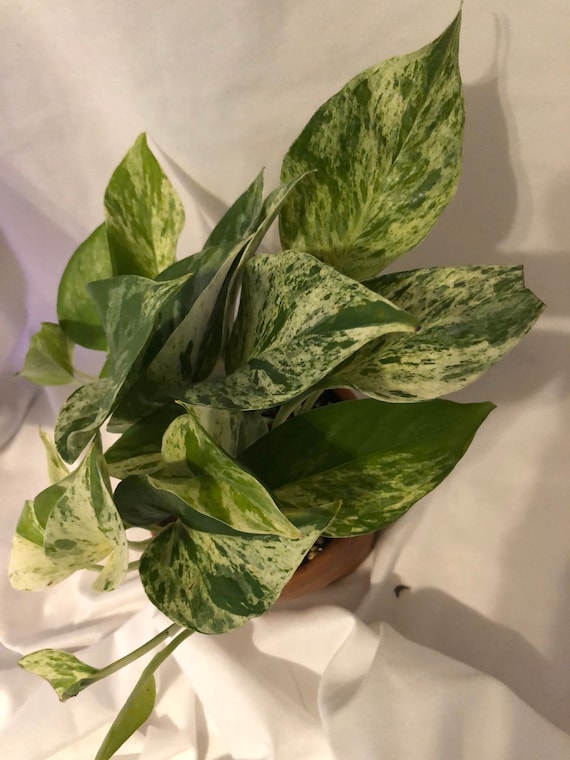Künstliche Pothos-Pflanze Im Topf – Ca. 28 Cm Hoch, 25 Cm Breit, Aus Kunstseide & Draht