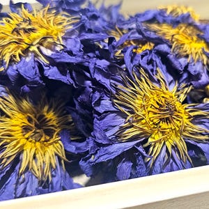 Premium whole dried Organic Blue Lotus flower Nymphaea Caerulea showing vibrant purple petals and yellow center