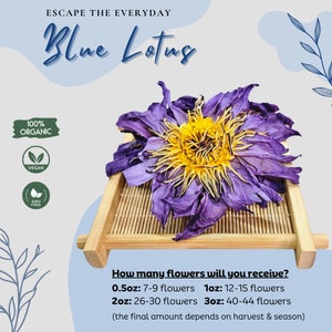 Organic Blue Lotus Dried Flowers. Premium Sacred Nymphaea caerulea. Free Shipping available