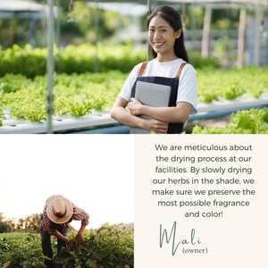 A person wearing a white t-shirt and dark apron holding a laptop in a greenhouse with lettuce rows. Below, a person in a straw hat harvests plants. Text reads: We are meticulous about the drying process at our facilities. Mali (owner).
