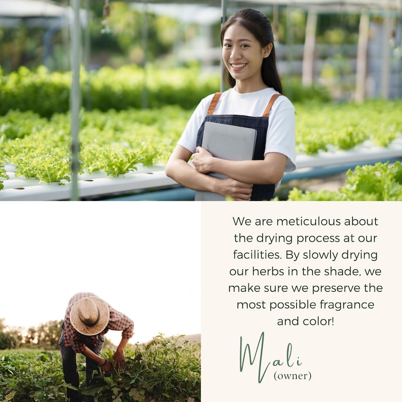 A person wearing a white t-shirt and dark apron holding a laptop in a greenhouse with lettuce rows. Below, a person in a straw hat harvests plants. Text reads: We are meticulous about the drying process at our facilities. Mali (owner).