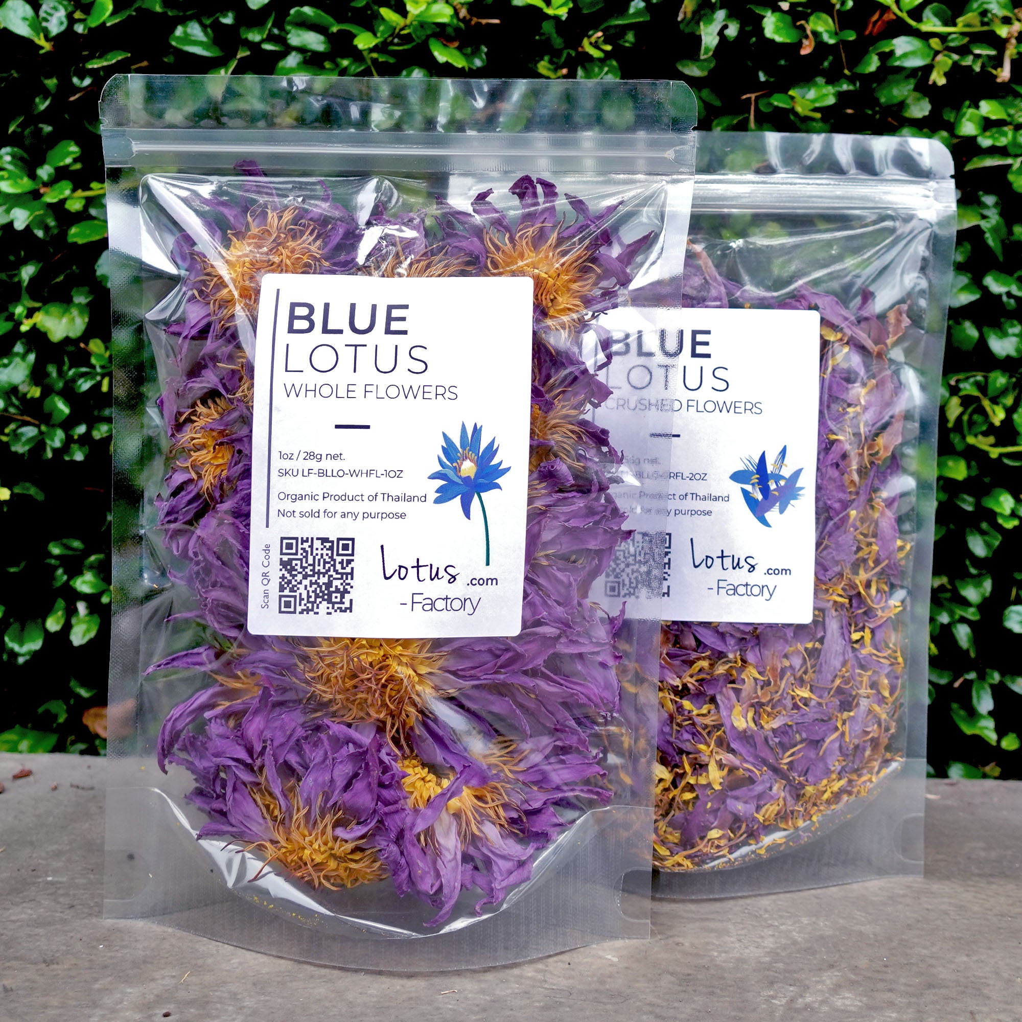 Organic Blue Lotus Dried Flowers • Lotus Factory