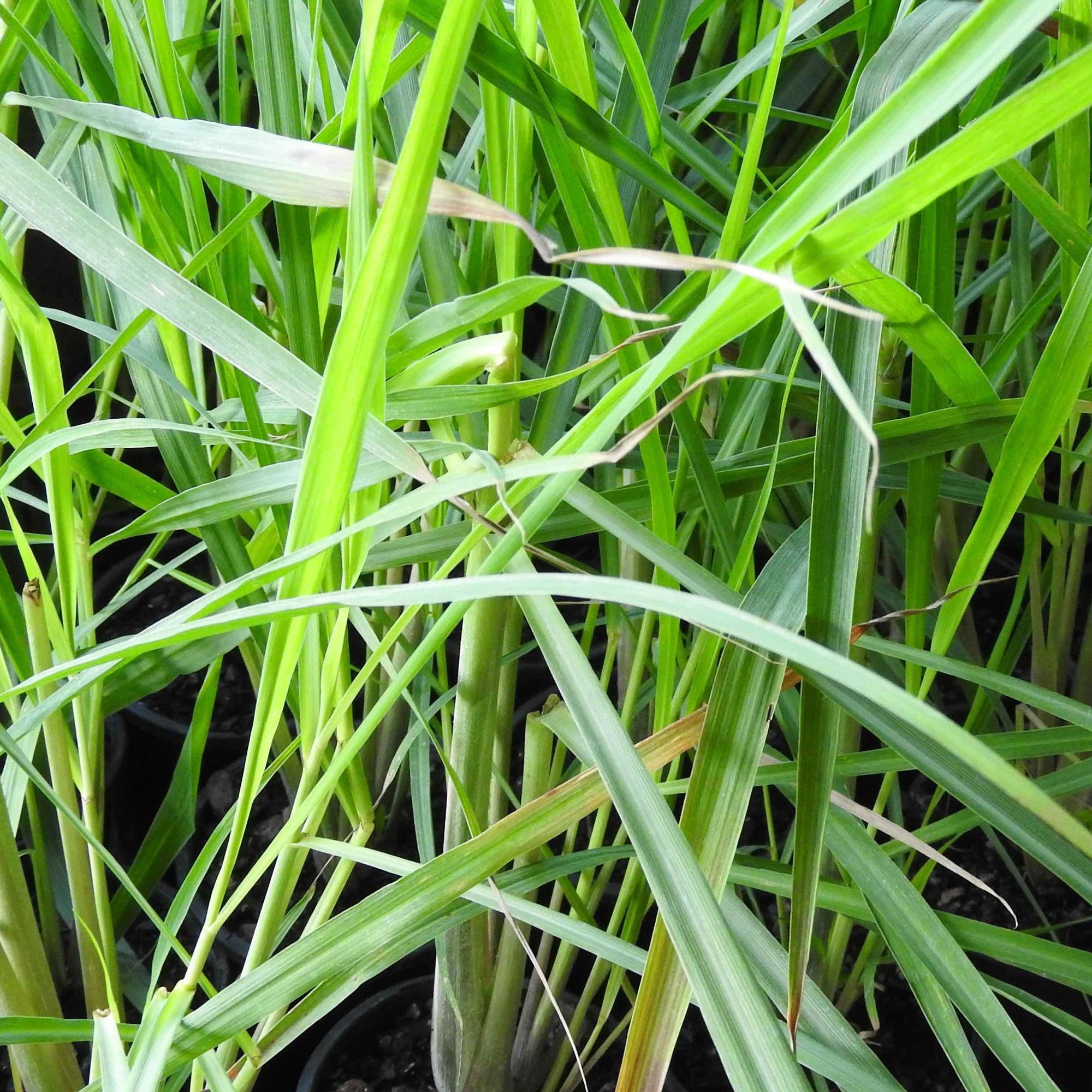 Organic Pandan & Lemongrass Mix Dried Pandan Lemongrass Tea Etsy UK