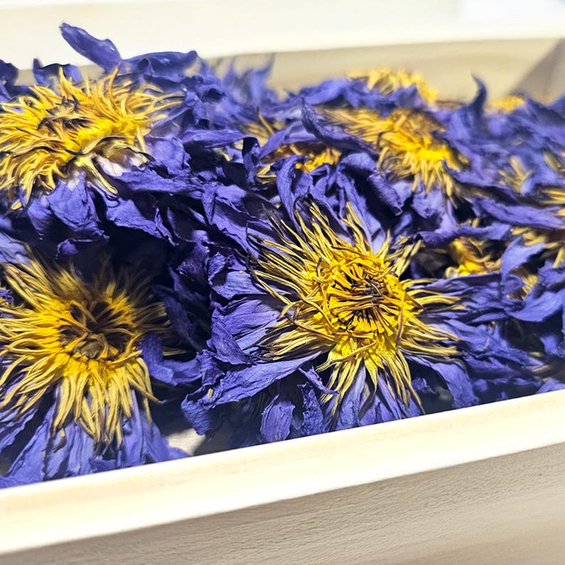 Premium whole dried Organic Blue Lotus flower Nymphaea Caerulea showing vibrant purple petals and yellow center