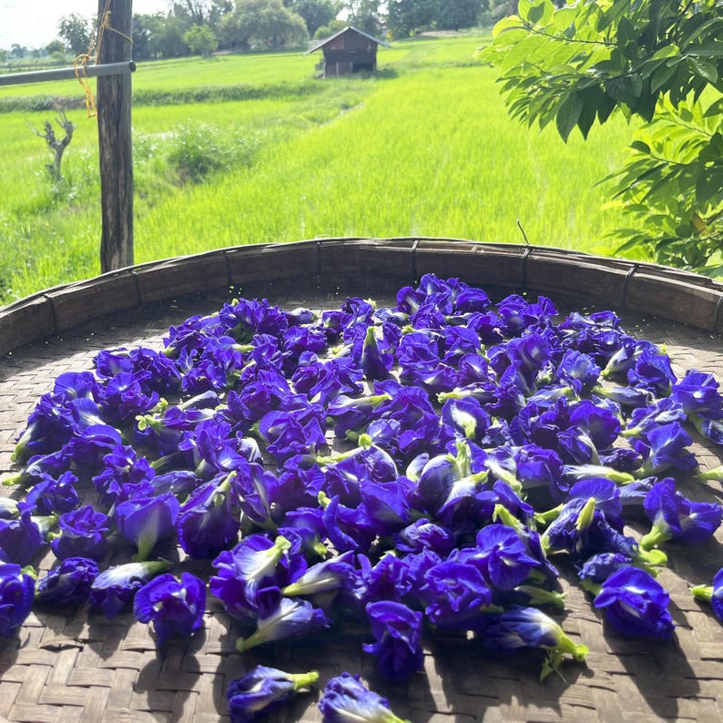 A large collection of vibrant deep blue butterfly pea flowers spread out to dry on a circular, woven bamboo tray. The petals exhibit rich indigo and violet hues with small white centers, arranged in a dense layer across the textured surface.