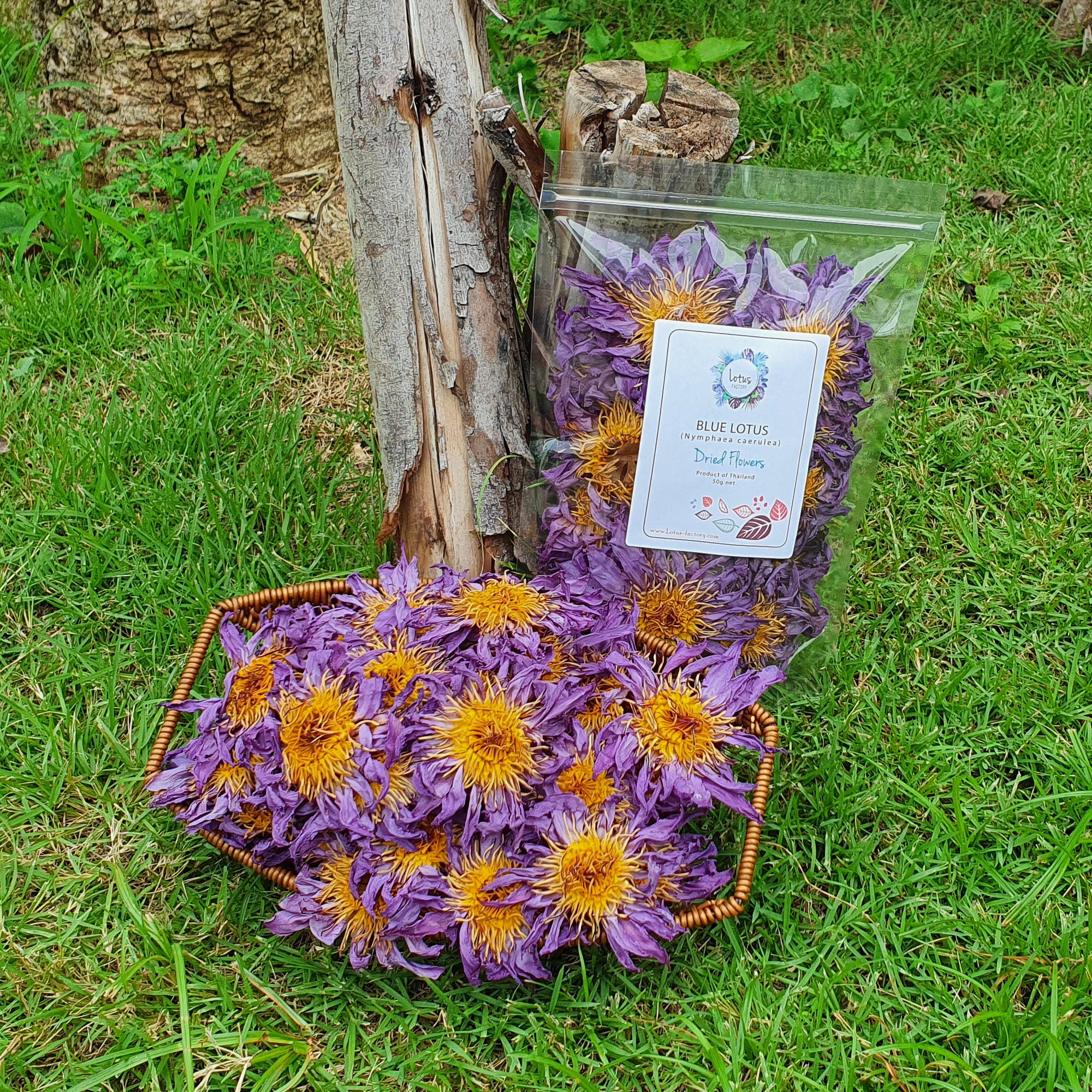 Premium Organic Blue Lotus Whole Dried Flowers Nymphaea Etsy Canada