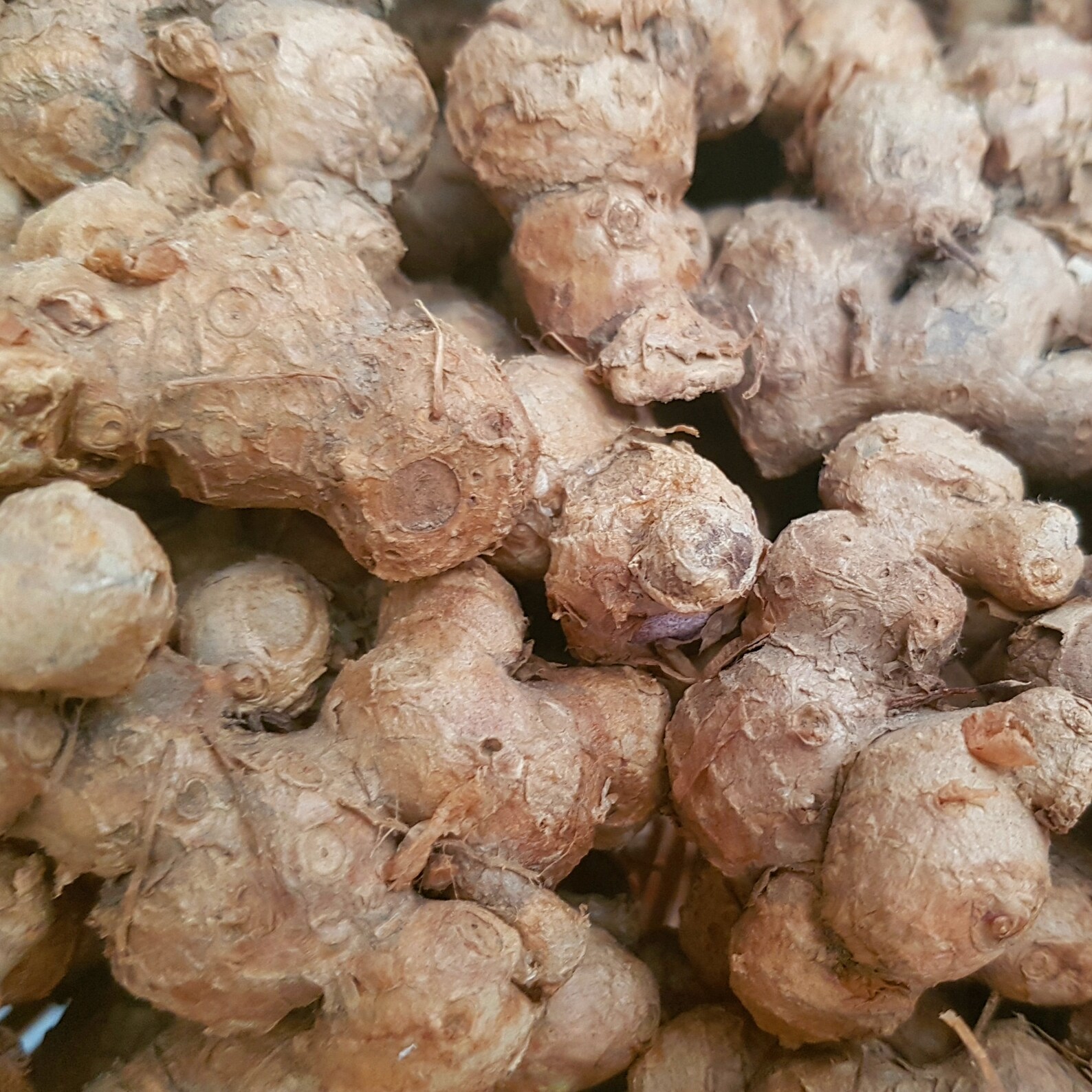 ORGANIC BLACK GINGER Root Powder Kaempferia parviflora Etsy