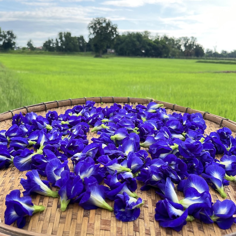 Harvested butterfly pea flowers drying on a traditional wicker tray with a green rice field background. Perfect shot showing the origin of organic blue tea, sun-dried herbal botanicals, and culinary flowers.