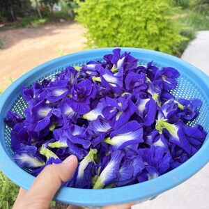 A light blue plastic colander filled with a large quantity of fresh butterfly pea flowers. The flowers are deep purple with white centers and green stems, clustered together to fill the entire basin of the round, perforated bowl.