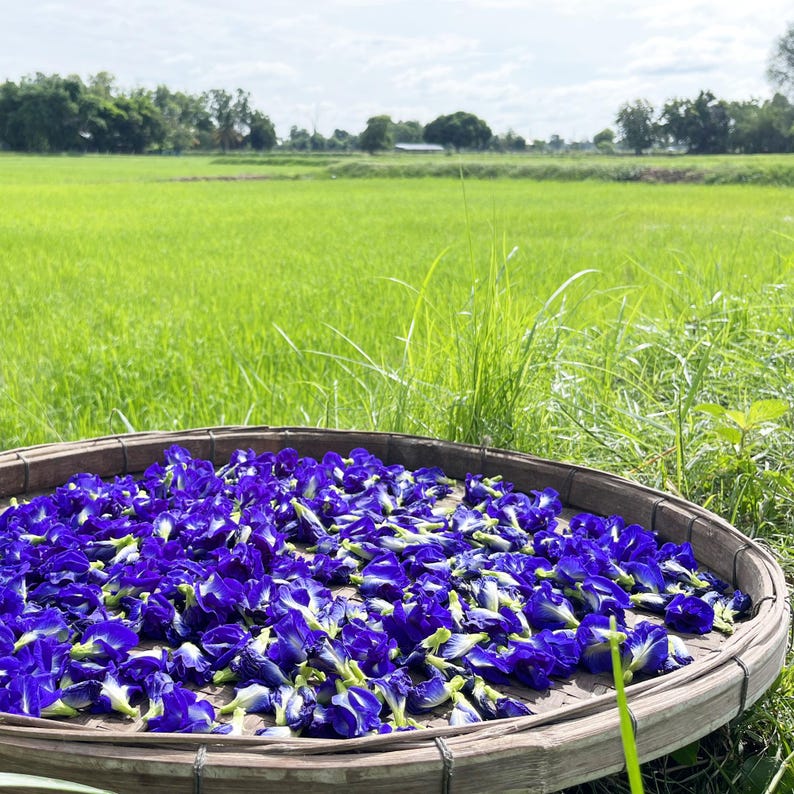 Fresh butterfly pea flowers drying in a traditional woven basket tray. Shot outdoors next to a green farm field, showcasing the organic harvesting process for blue herbal tea, edible flowers, and natural dye.