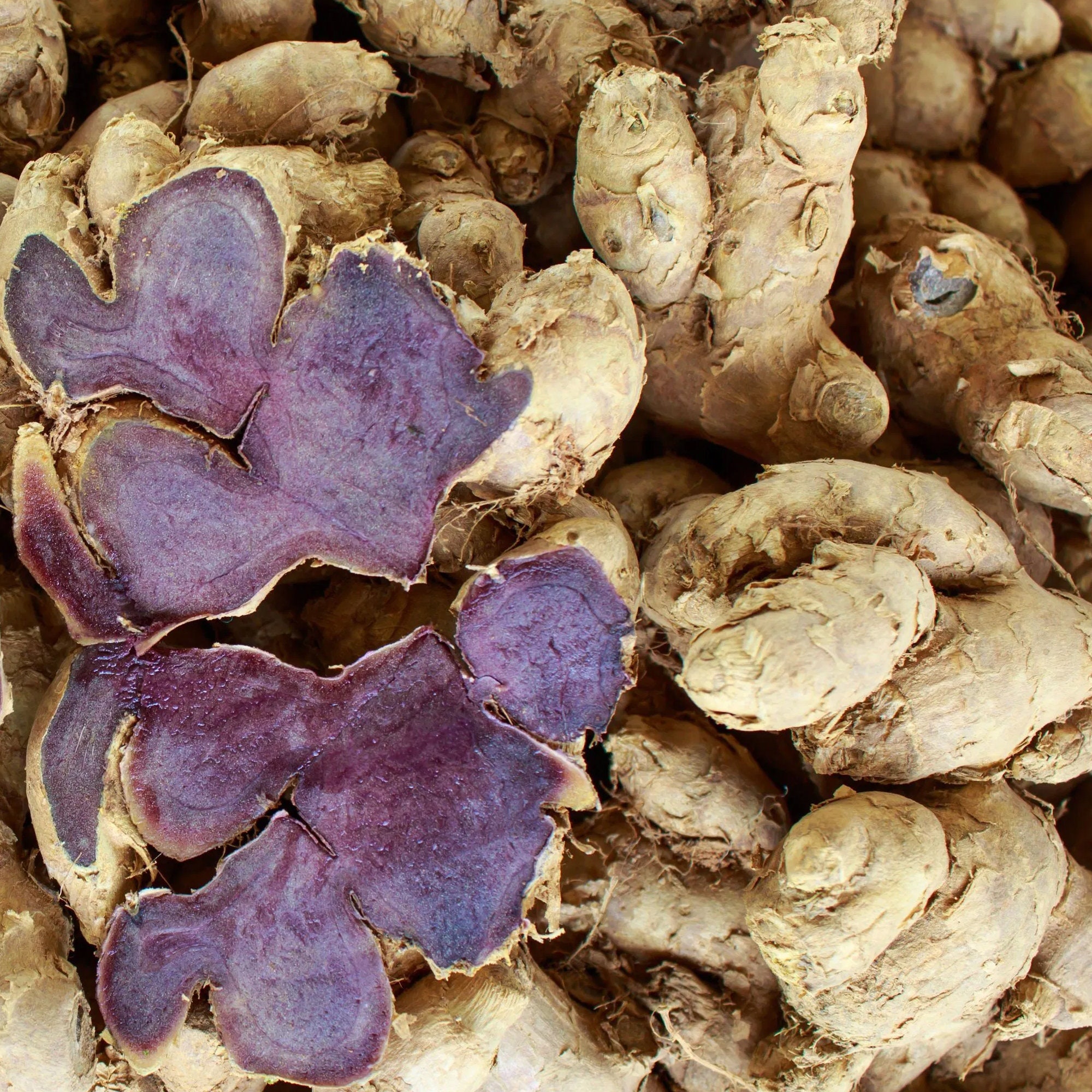 BLACK GINGER CAPSULES Organic Root Powder Kaempferia Etsy