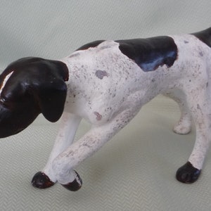 Shorthair pointer