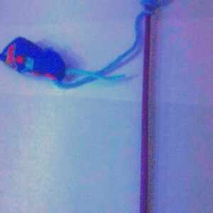 cat toy