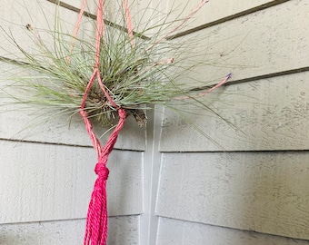 Pink Ombré Macrame Plant Holder