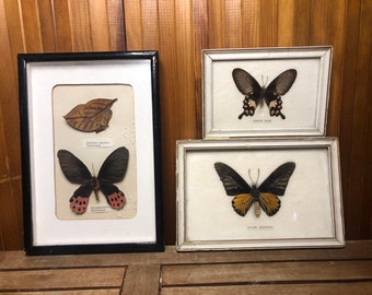 Set van 3 vlinderframes onder glas + houten frame #A532