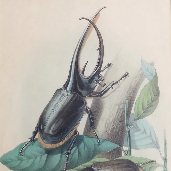 Alte Grafik Gerahmt Aquatinta oder Litho Vintage botanische Darstellung
