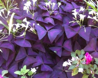 Shamrock Seeds Etsy