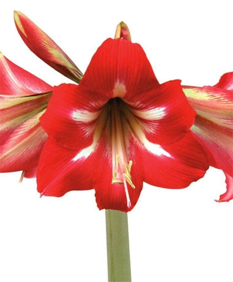 Amaryllis HOT LIPS 18 centimeters - US Seller