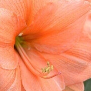 Jumbo Amaryllis RILONA 36/38 cm - US Seller