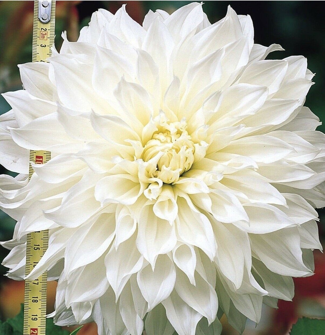 1 FLEUREL Dinnerplate Dahlia Large Bulb Size 1 US Seller Etsy