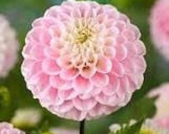 1 "Wizard of Oz: Pompon Dahlia - Top Size Bulb #1 - US Seller