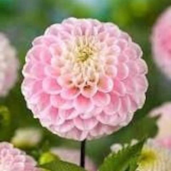 1 "Wizard of Oz: Pompon Dahlia - Top Size Bulb #1 - US Seller