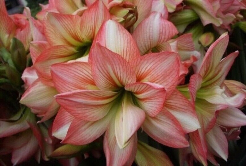 Large Amaryllis Zombie 24 Centimeters US Seller Etsy