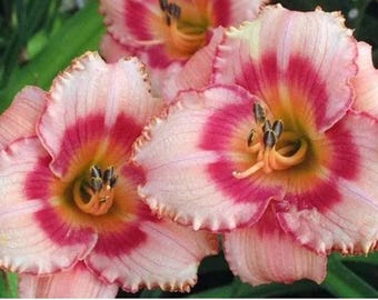 STRAWBERRY CANDY Eyezone Rebloomer Hemerocallis /  Daylily Bare Root Plant
