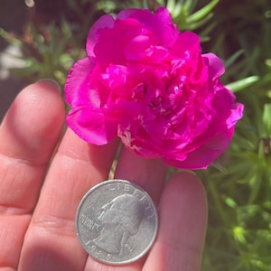 PURPLE DOUBLE Massive Bloom - Portulaca Moss Rose - US Seller