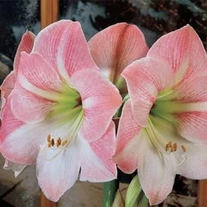 APPLE BLOSSOM Jumbo Amaryllis 34/36 cm - US Seller