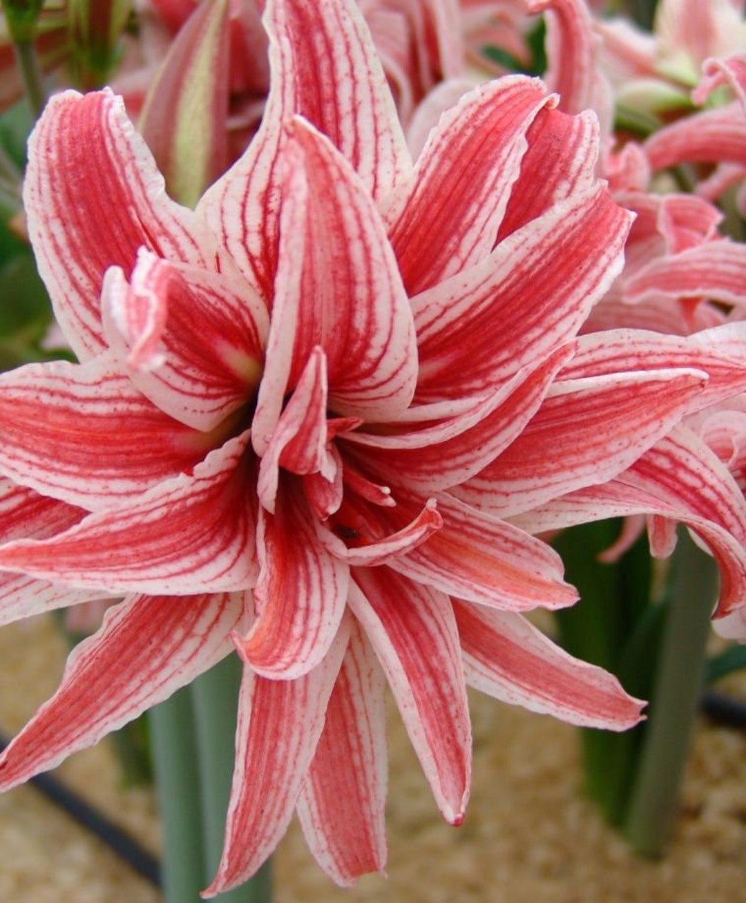 DOUBLET Extra Large Amaryllis Bulb 30/32 Cm US Seller Etsy