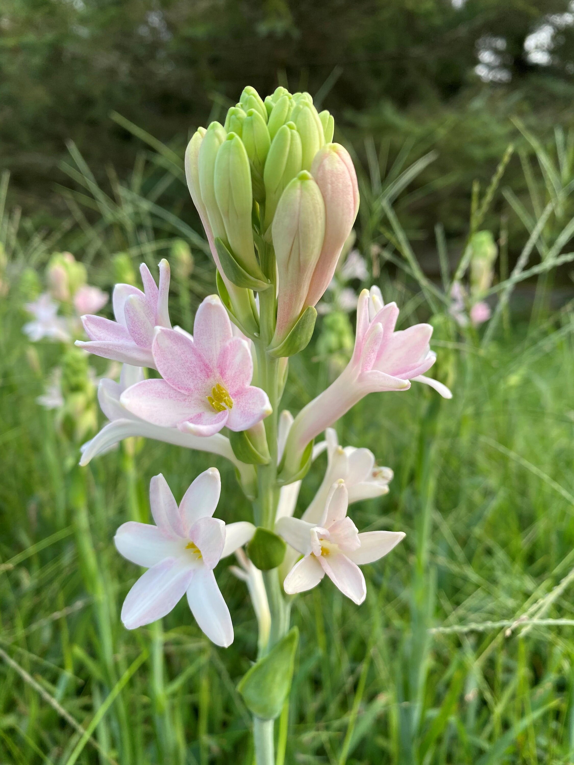 2 Pink Sapphire Polianthes Tuberose bulb Top Etsy
