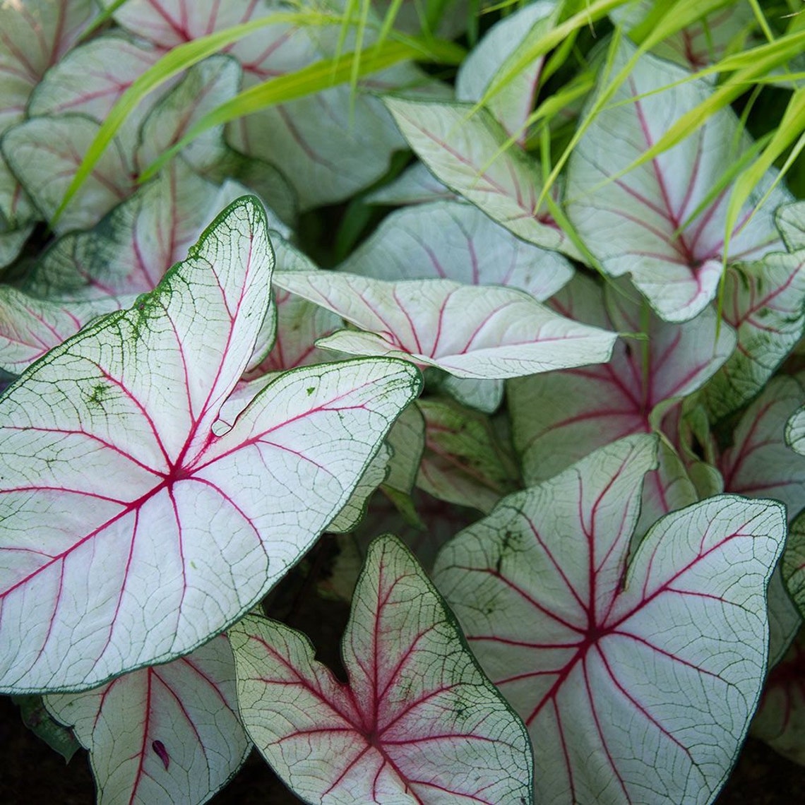 10 Fantasy Strap Leaf Caladium Bulbs Size 2 Etsy