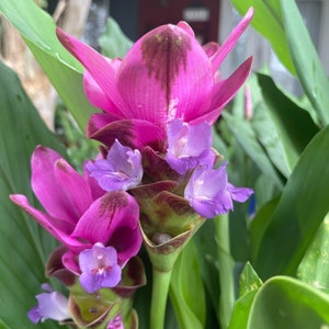 Large Bloom Purple CURCUMA COMOSA - US Seller