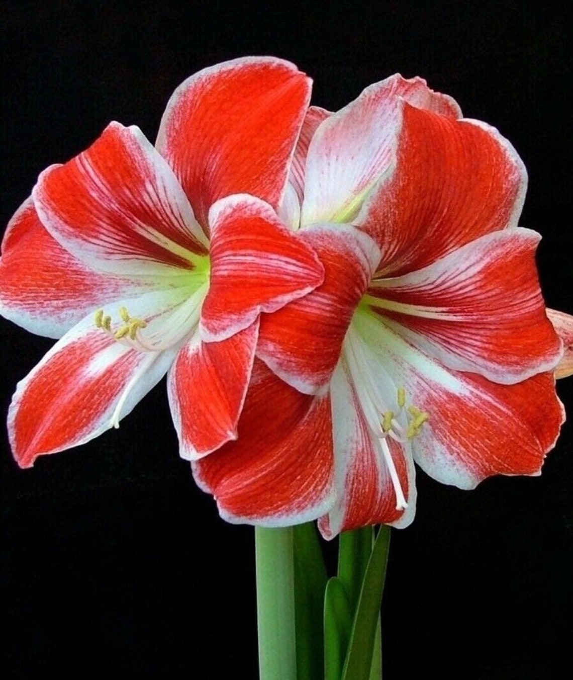 Large Amaryllis RAZZLE DAZZLE 24/26 Centimeters United Etsy