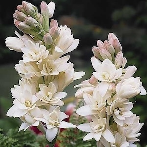 2 "The Pearl" Double Polianthes Tuberose bulb - Top Size - US Seller