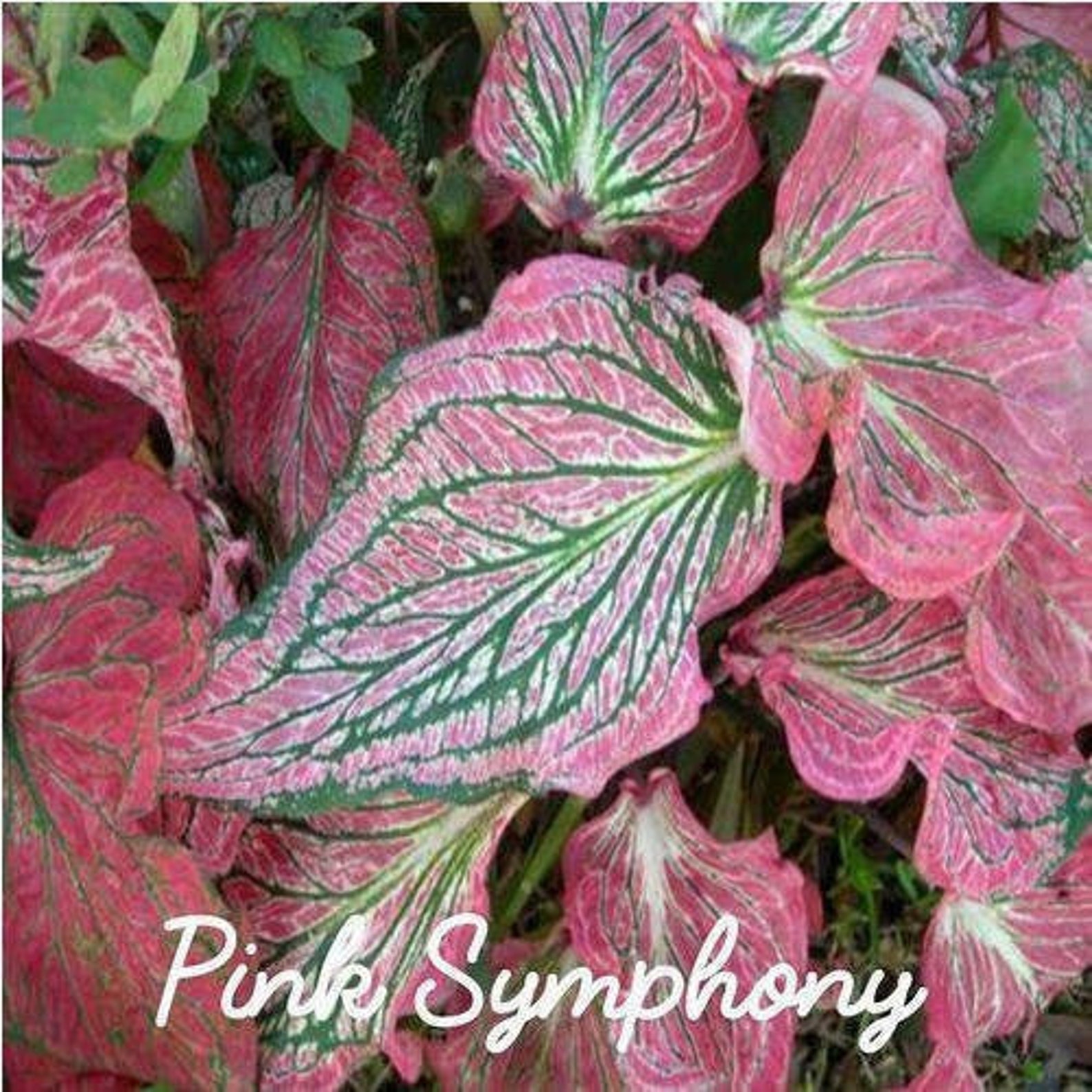 5 PINK SYMPHONY Size 1 to Jumbo Caladium Bulbs US Seller Etsy
