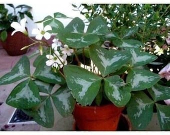 Oxalis Regnelli FANNY Shamrock/Wood Sorrel (Bulb/Not Plant) - US Seller!