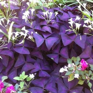 Oxalis Triangularis Wood Sorrel (Purple Shamrock) (Bulb/Not Plant) - US Seller!