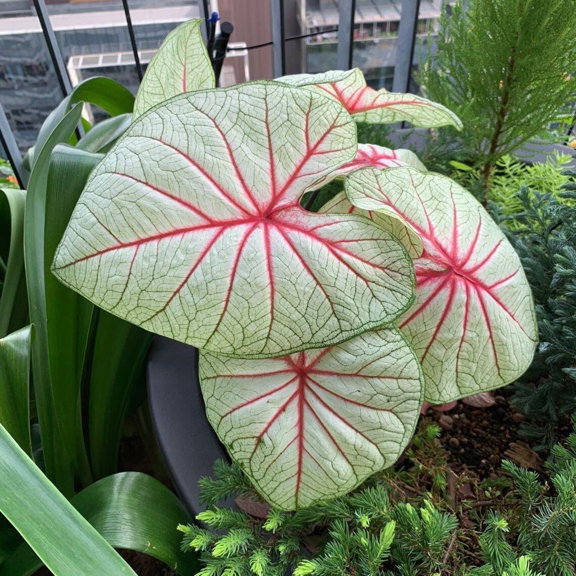 10 Fantasy Strap Leaf Caladium Bulbs Size 2 Etsy